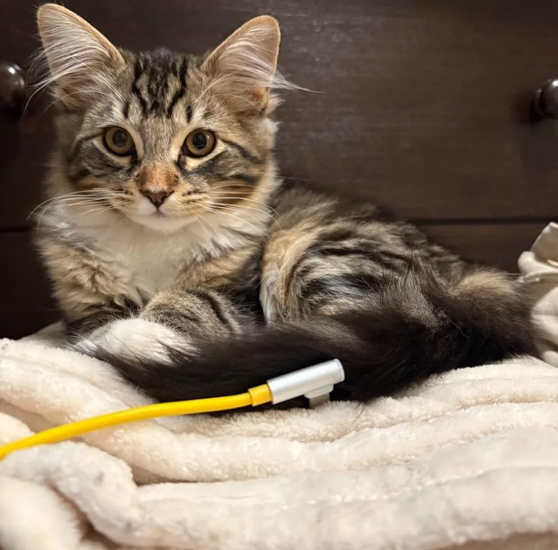 Kopi And Piko thumbnail 2