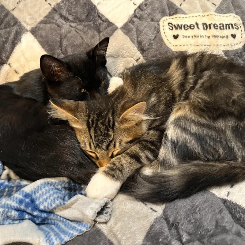 Kopi And Piko thumbnail 4