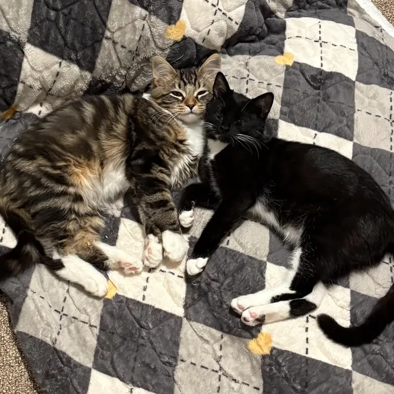 Kopi And Piko thumbnail 5