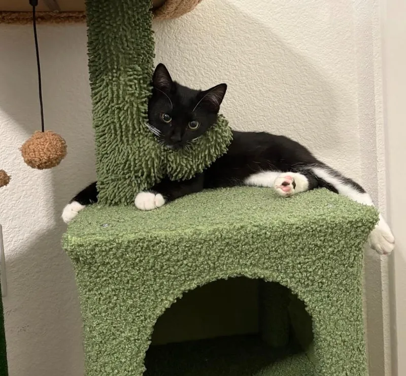 Kopi And Piko thumbnail 6