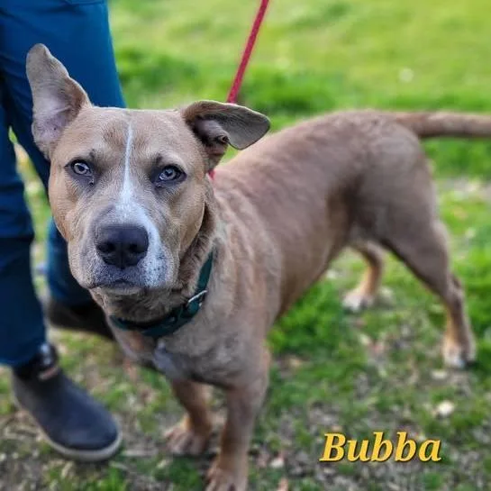 Bubba