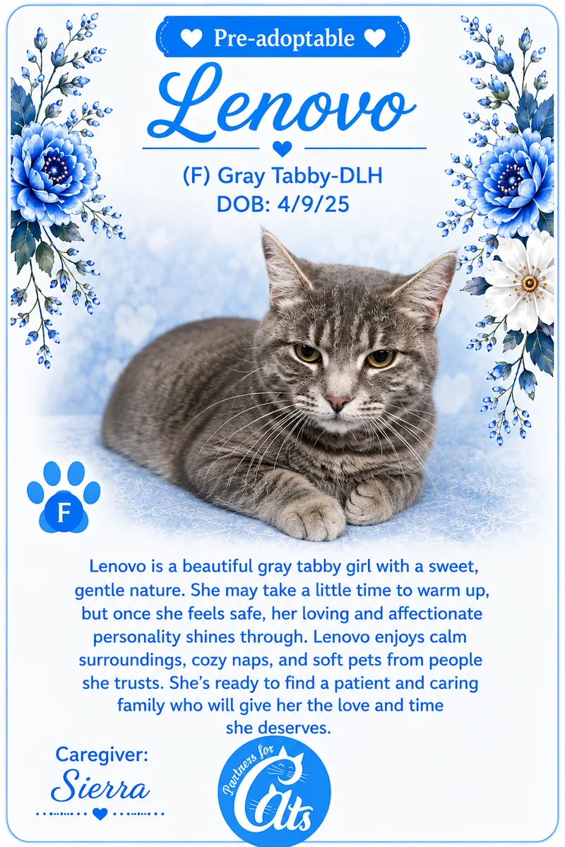 A young medium-sized female Tabby (Gray / Blue / Silver) Domestic Short Hair cat named Lenovo for adoption in Morganton, NC