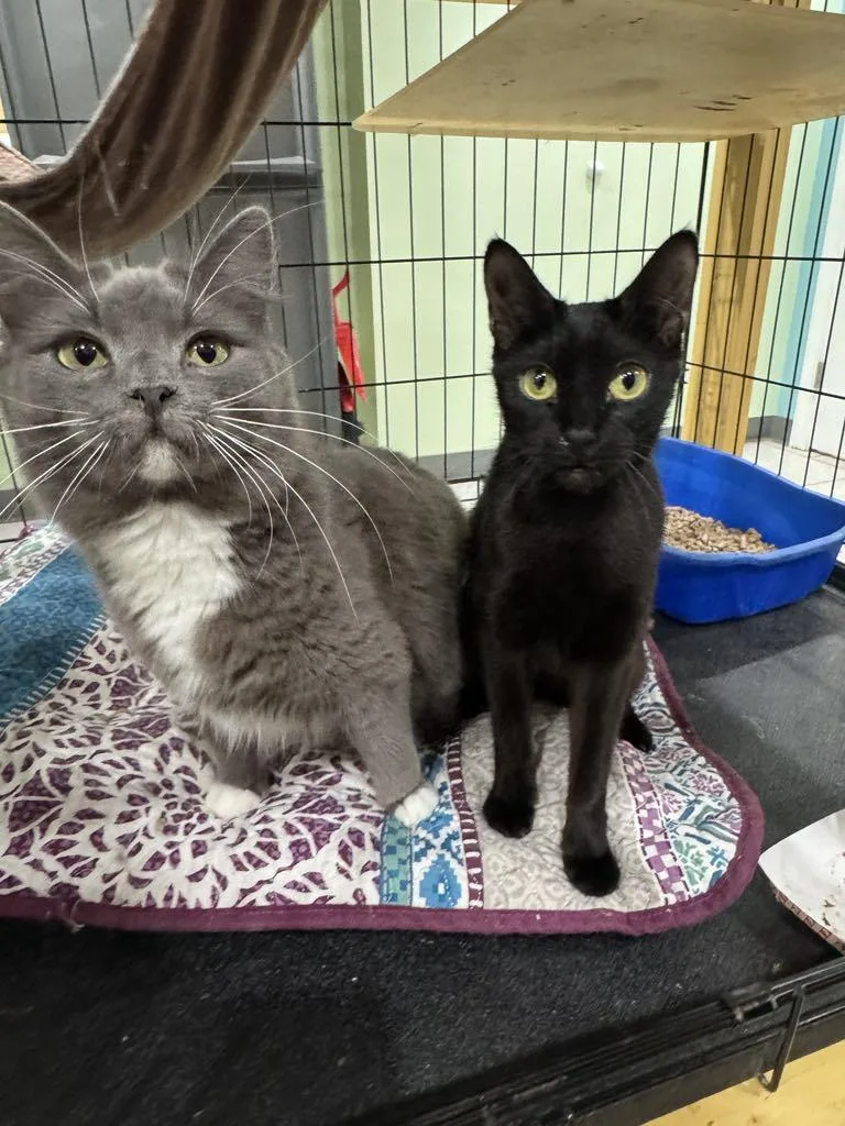 Pigeon & Osprey Bonded thumbnail 2