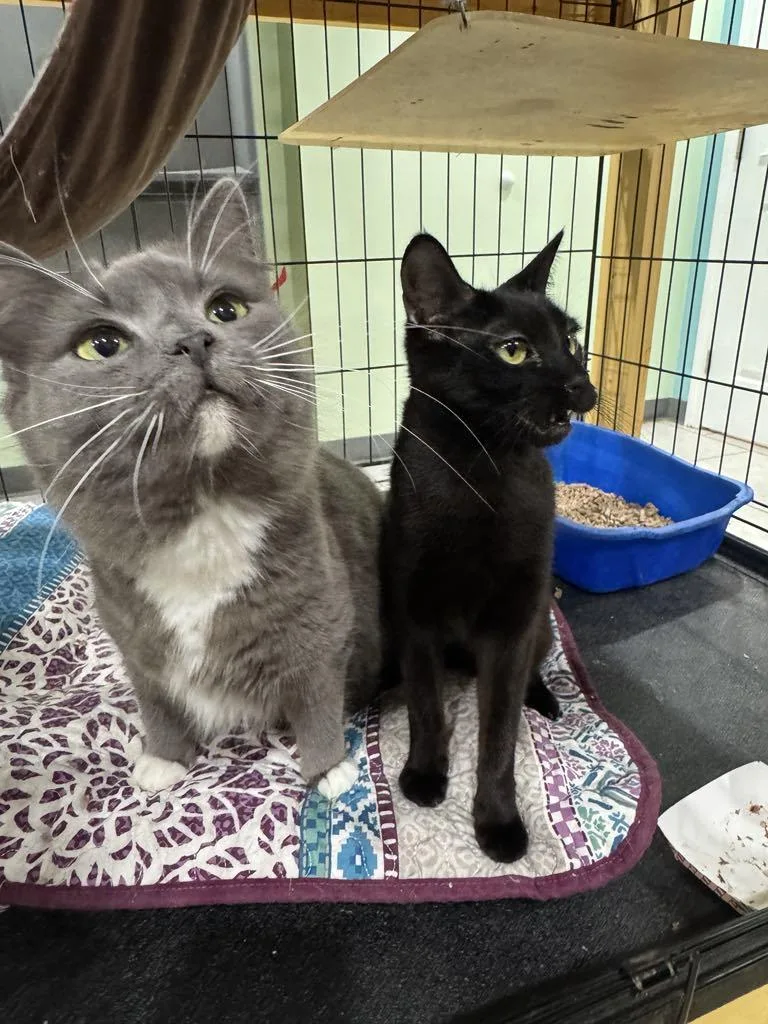 Pigeon & Osprey Bonded thumbnail 3