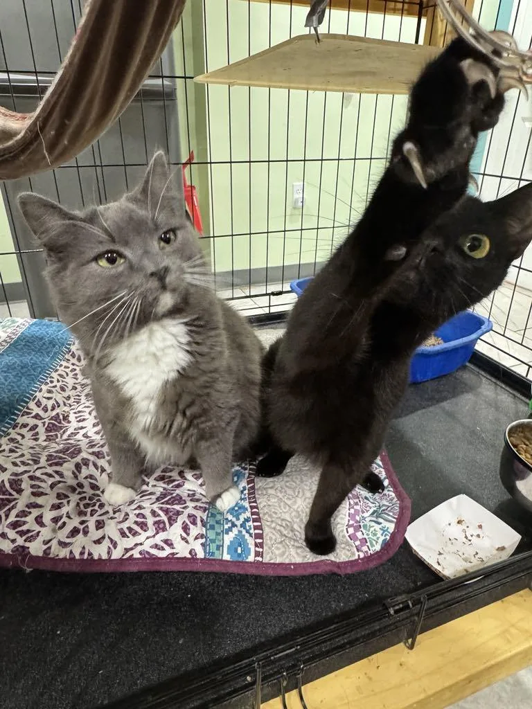 Pigeon & Osprey Bonded thumbnail 4