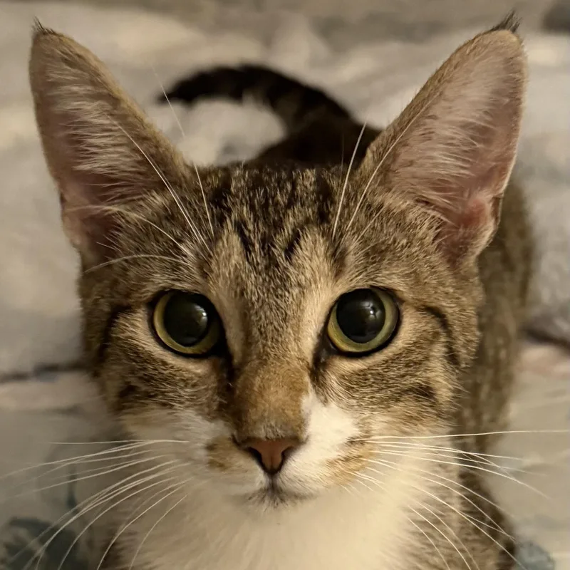 A young medium-sized female Tabby (Buff / Tan / Fawn) Domestic Short Hair cat named Baby for adoption in Kenhorst, PA