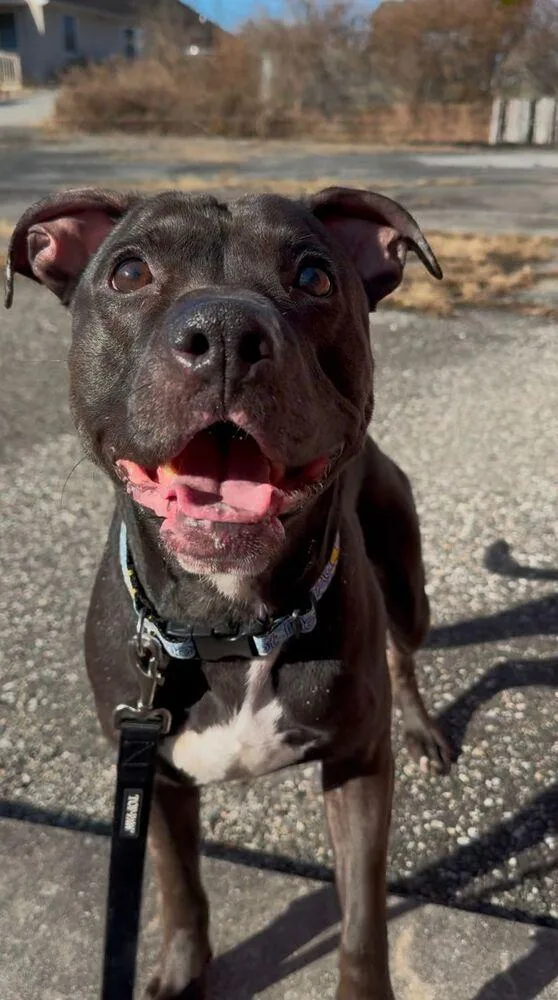 An adult medium-sized male Tricolor (Brown, Black, & White) Pit Bull Terrier dog named Bam Bam for adoption in Yardley, PA
