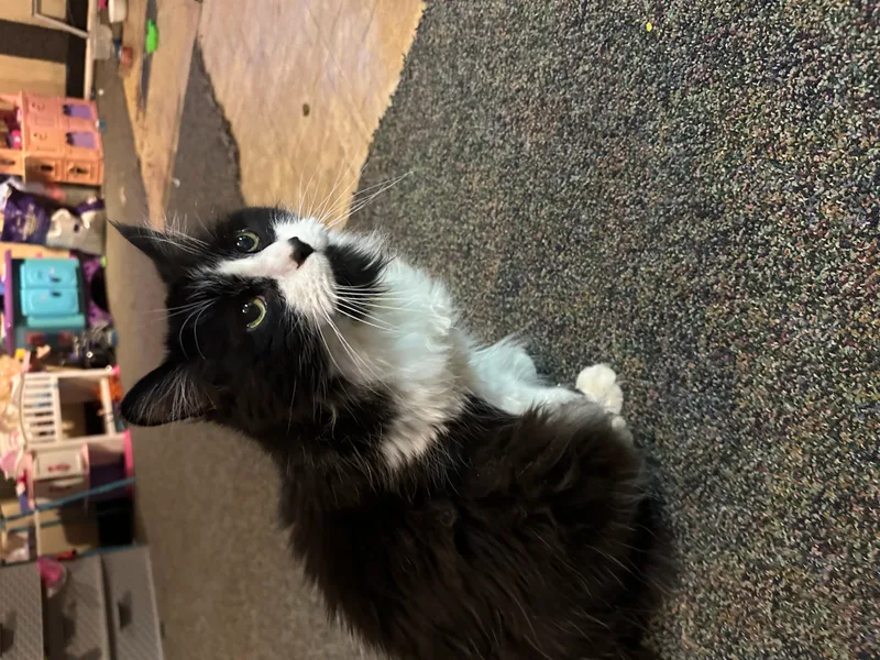 A senior medium-sized female Gray / Blue / Silver Domestic Long Hair cat named Beina And Charlie for adoption in Holly, MI