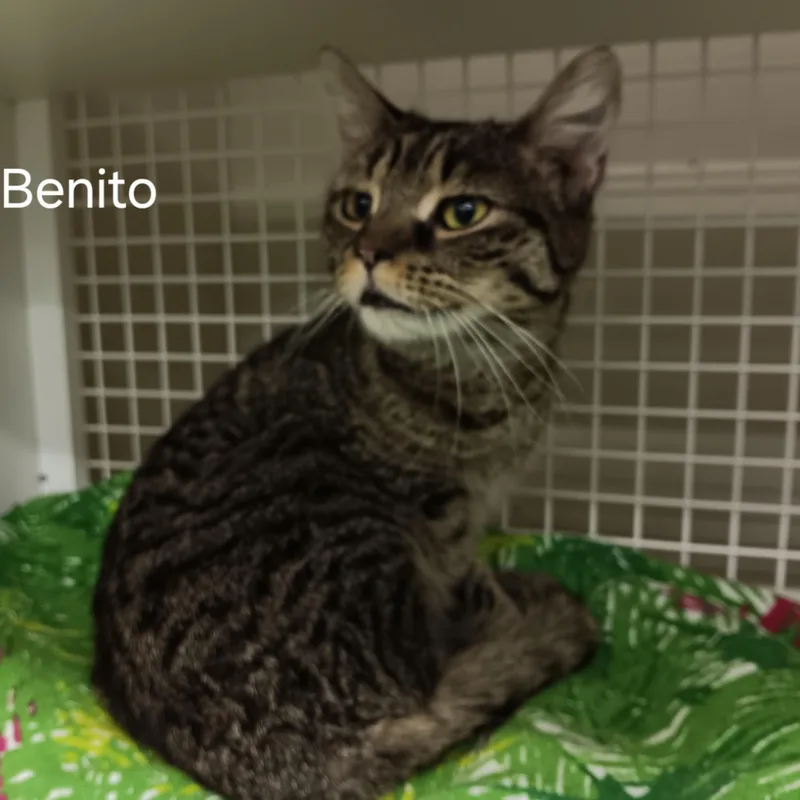 Benito