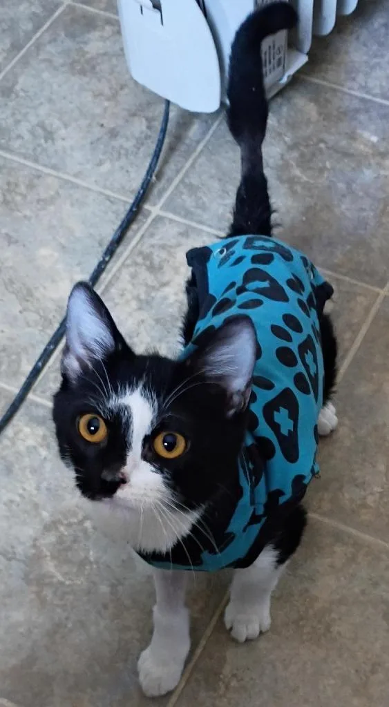 A baby small-sized male Domestic Short Hair cat named Lightning for adoption in Rockford, IL