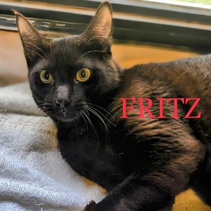 Fritz β Social