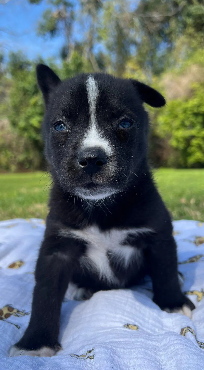 Valentino thumbnail 2