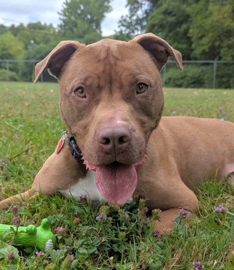 A young large-sized male Brown / Chocolate Pit Bull Terrier dog named Charlie for adoption in Hicksville, New York