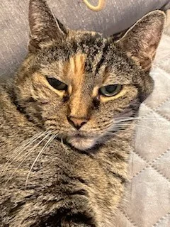 A senior small-sized male Tabby (Brown / Chocolate) Domestic Short Hair cat named Precious for adoption in Hicksville, NY