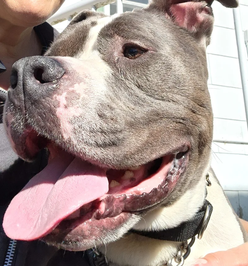 An adult large-sized male Gray / Blue / Silver Staffordshire Bull Terrier dog named Primo for adoption in Hicksville, NY