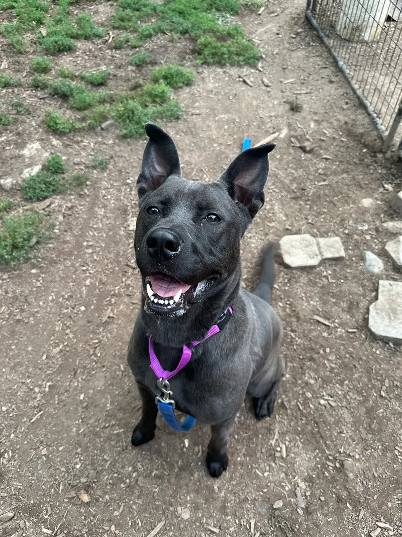 An adult large-sized male Black Pit Bull Terrier dog named Zuko for adoption in Hicksville, NY