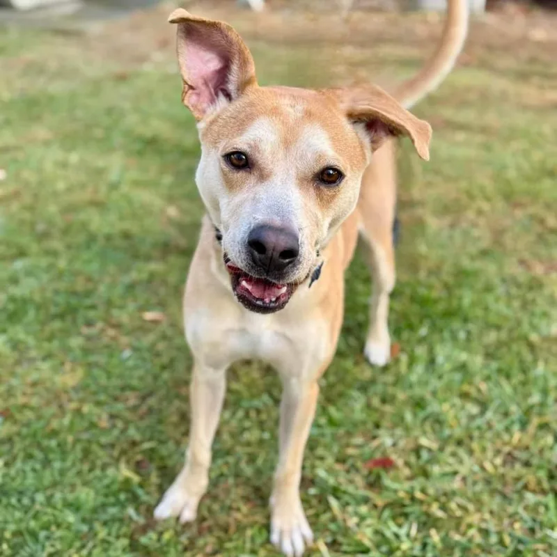 An adult medium-sized male White / Cream Labrador Retriever dog named Bambamby Appointment for adoption in Chino Hills, CA