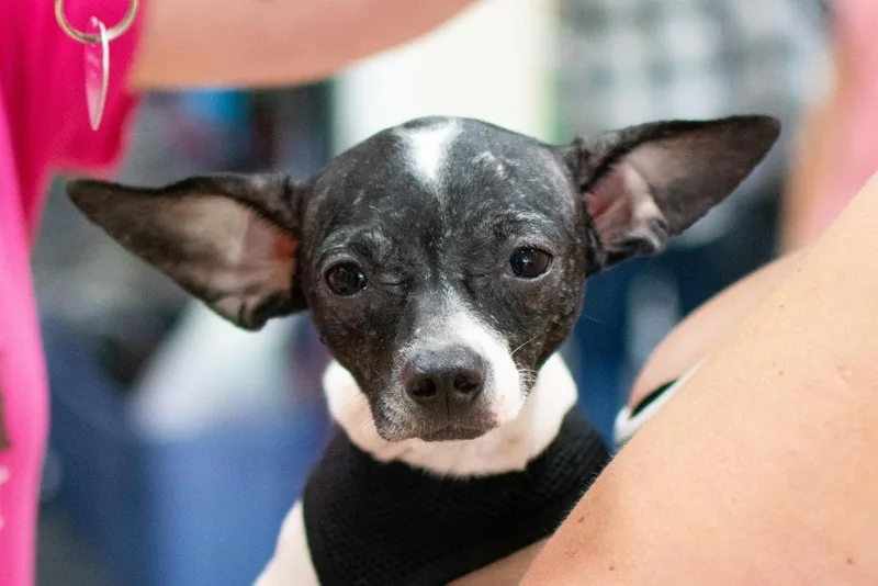 Betta Fish thumbnail 2