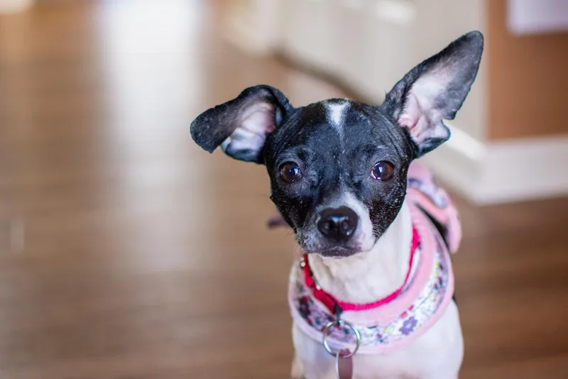 Betta Fish thumbnail 3