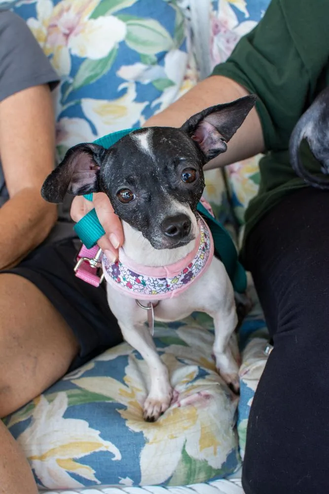 Betta Fish thumbnail 4