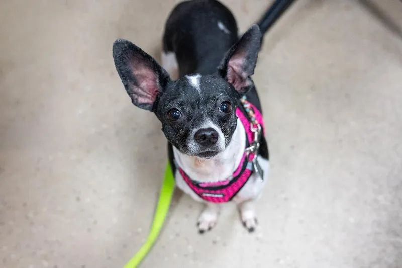 Betta Fish thumbnail 5