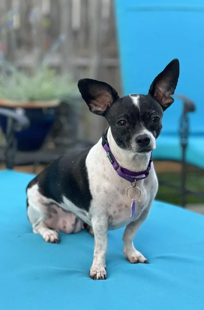 Betta Fish thumbnail 6