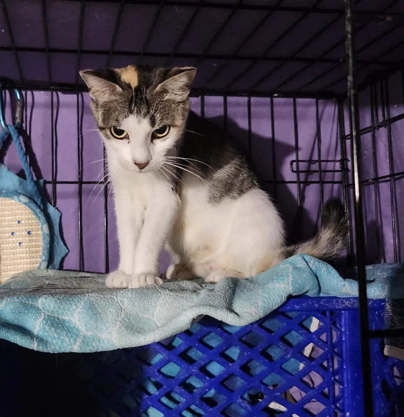 Chick Pea thumbnail 2