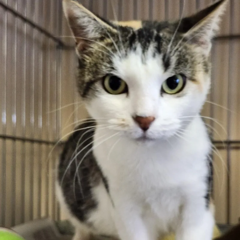 Chick Pea thumbnail 4