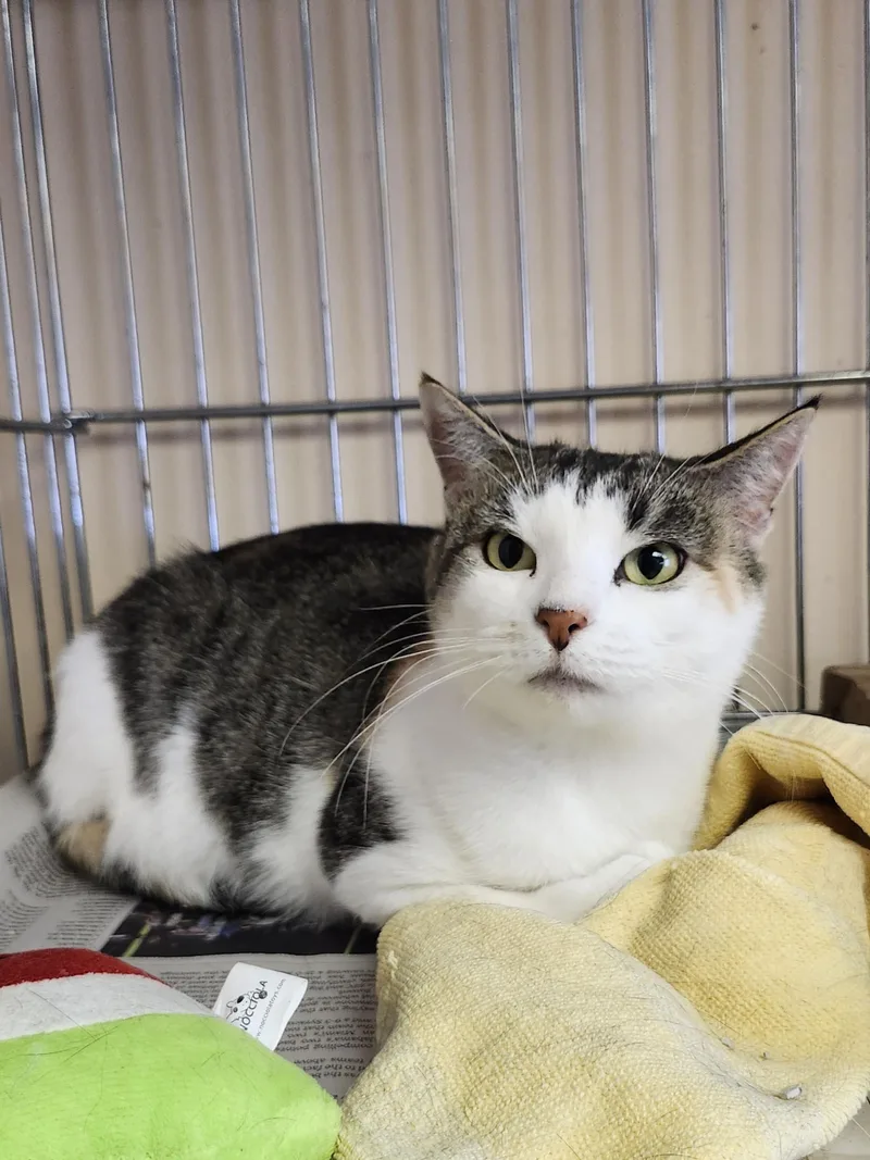 Chick Pea thumbnail 5