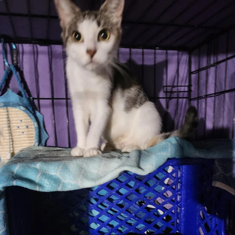 Chick Pea thumbnail 6