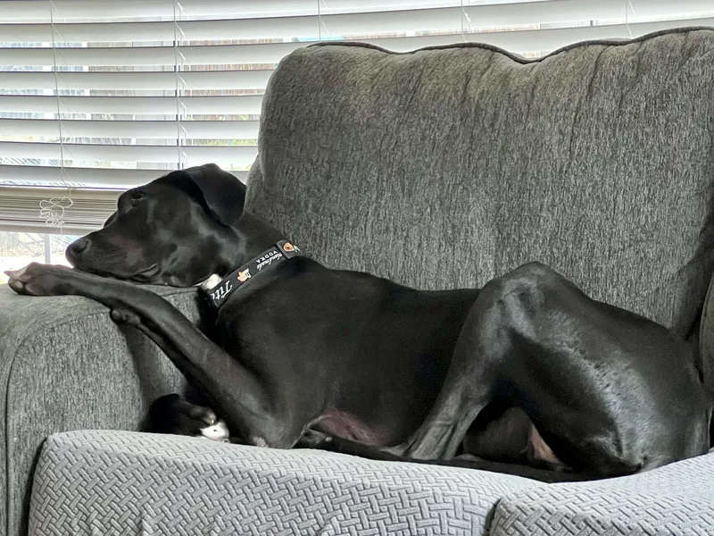 Gypsy The Gentle Giant thumbnail 2