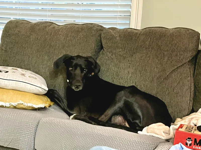 Gypsy The Gentle Giant thumbnail 3