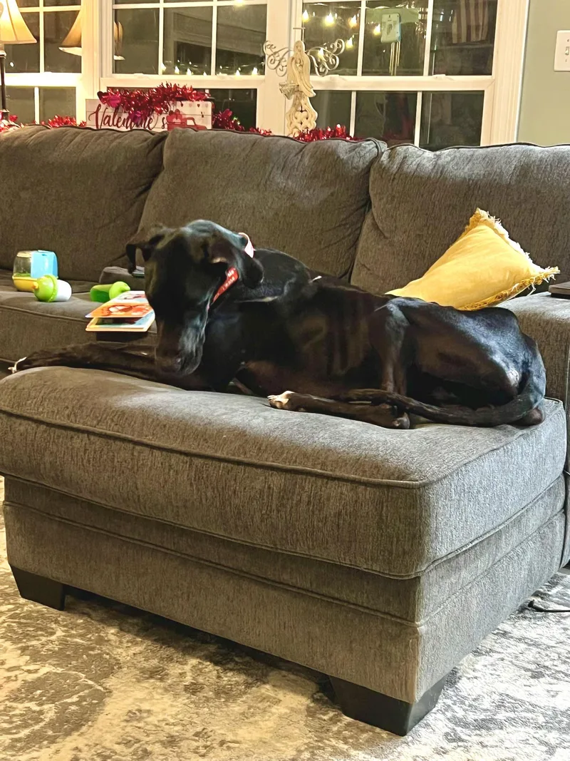 Gypsy The Gentle Giant thumbnail 4