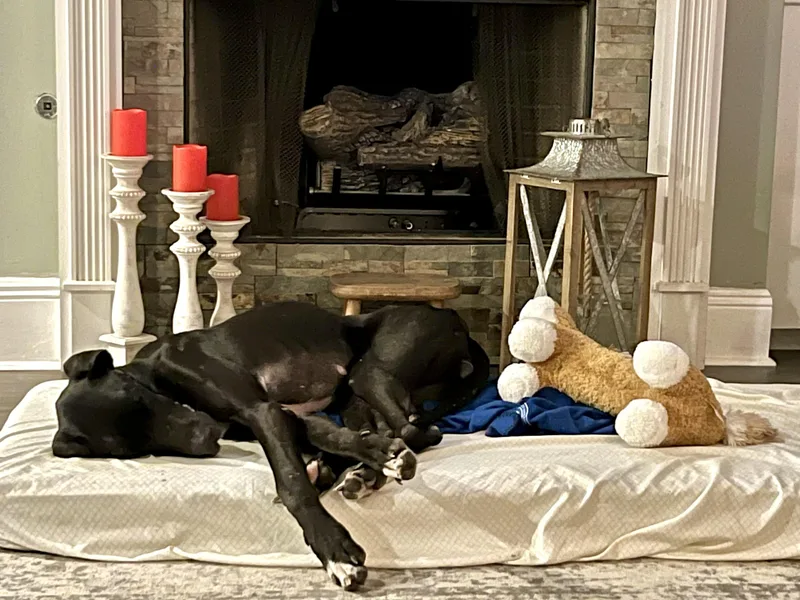 Gypsy The Gentle Giant thumbnail 5