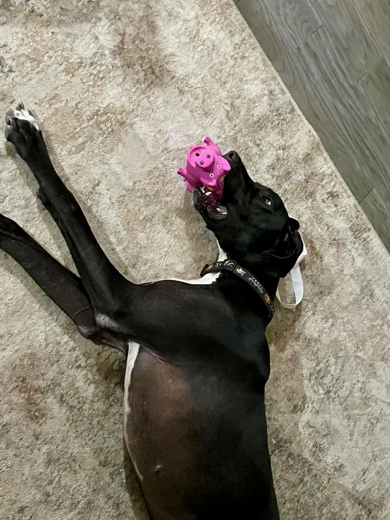 Gypsy The Gentle Giant thumbnail 6