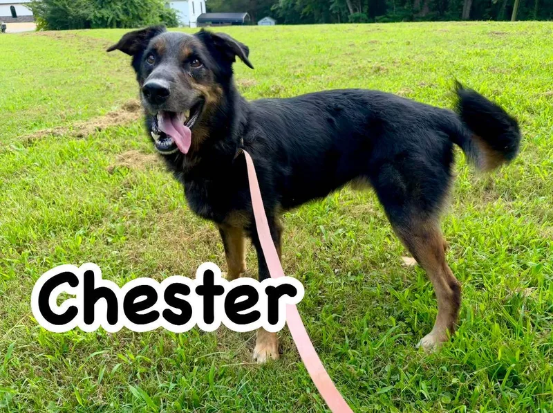 Chester thumbnail 2