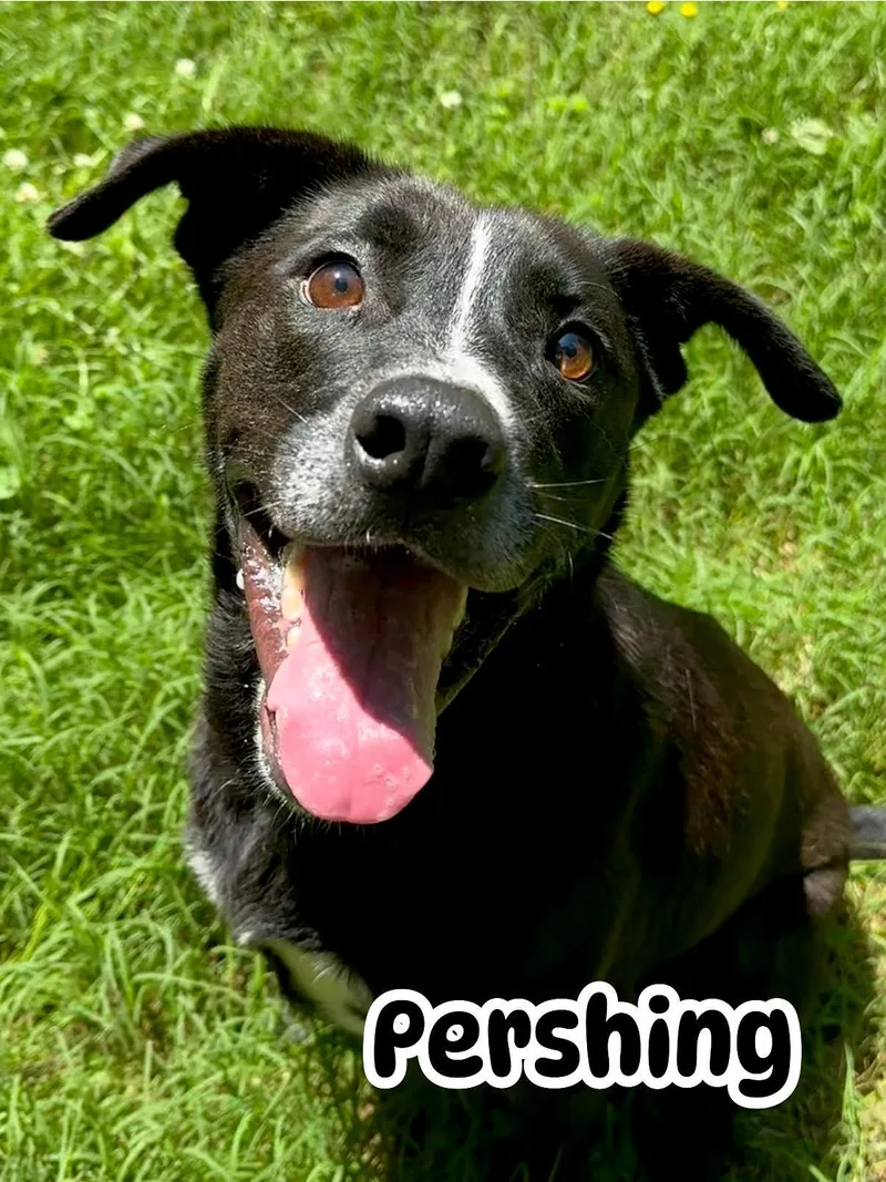 Pershing thumbnail 2