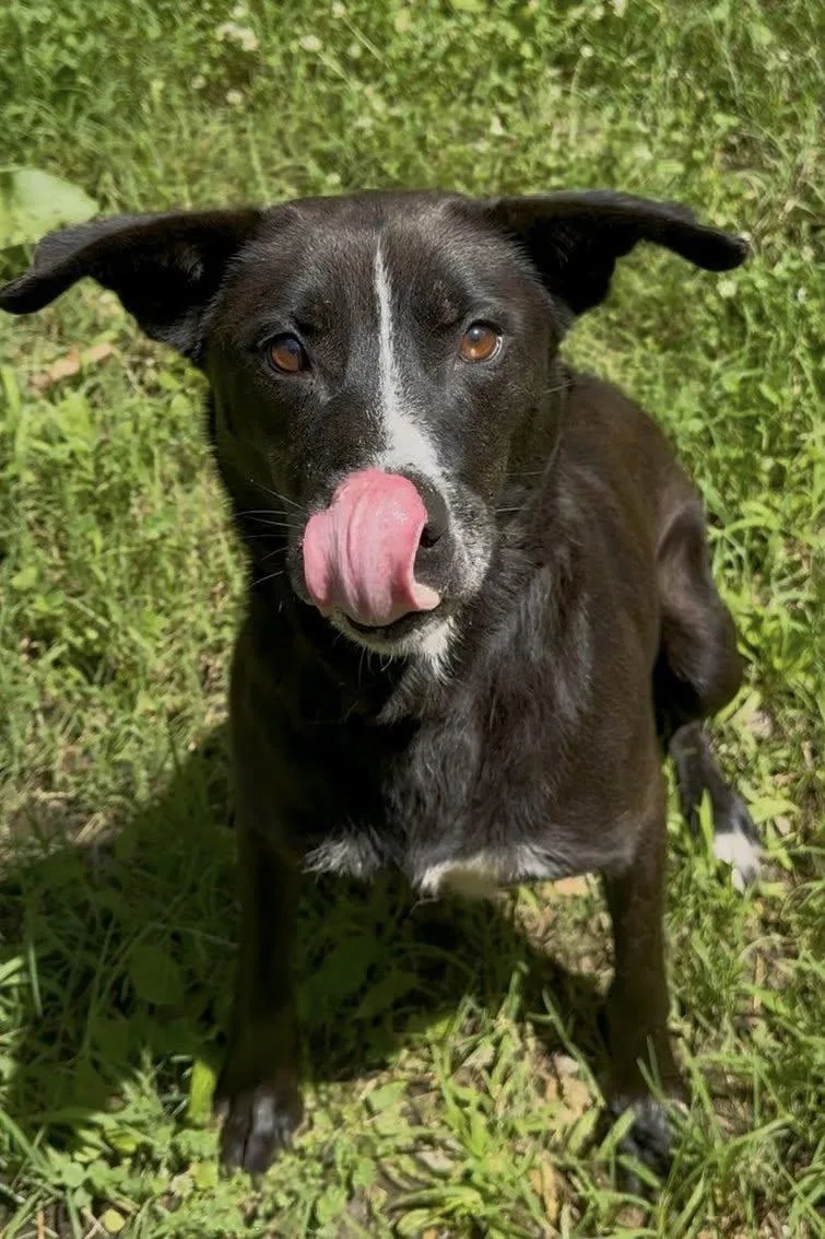 Pershing thumbnail 3