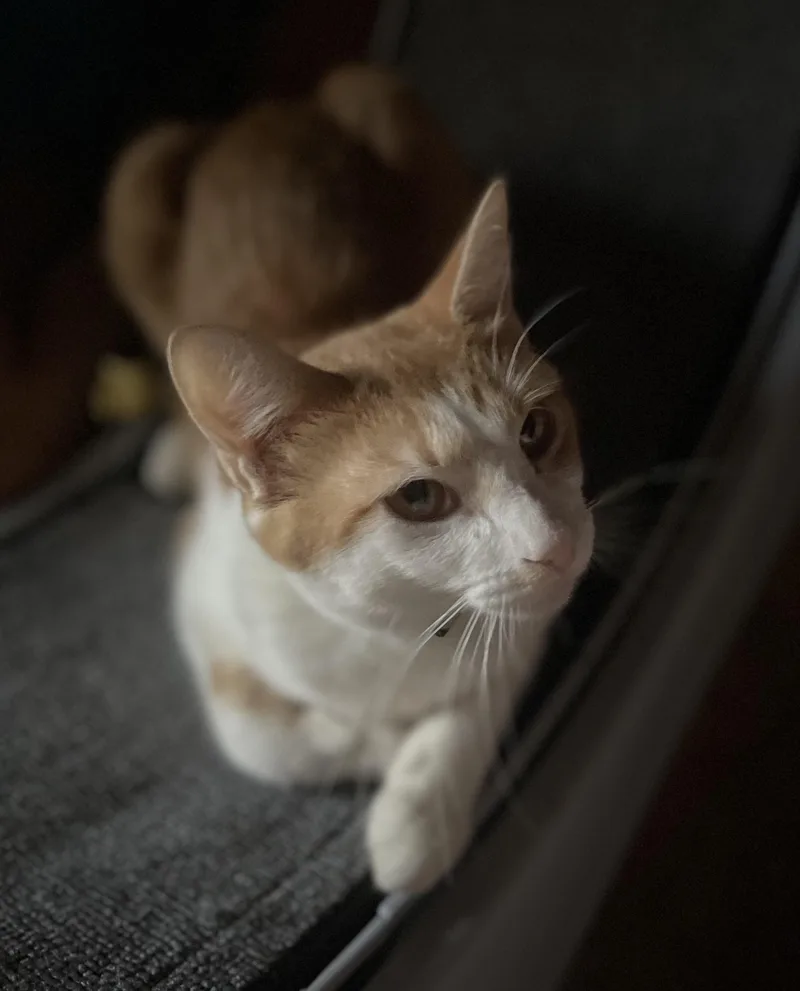 Graham S’mores thumbnail 3