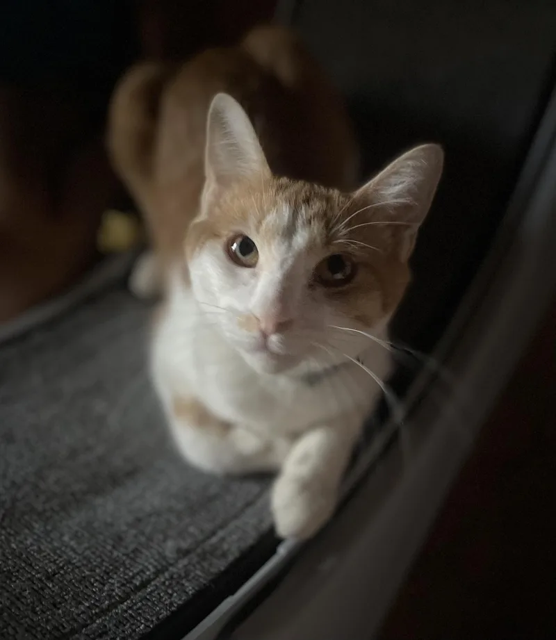 Graham S’mores thumbnail 4