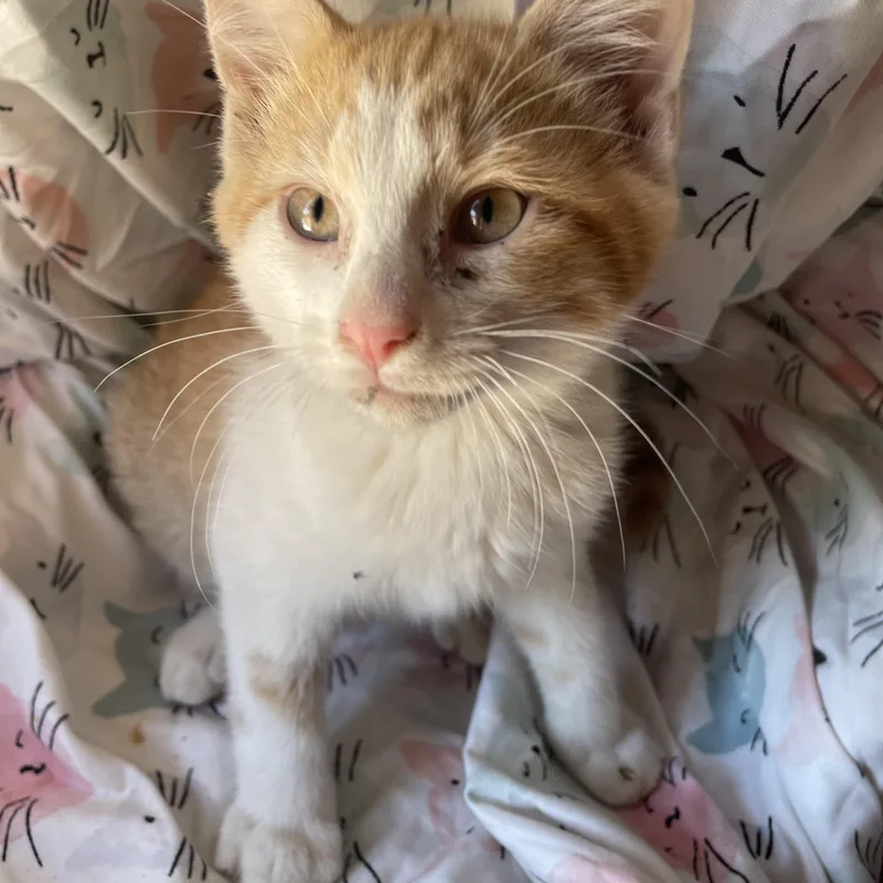 Graham S’mores thumbnail 5