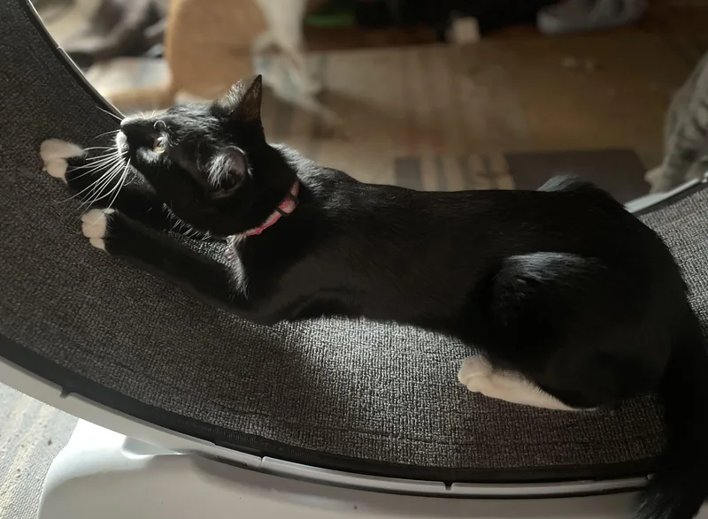 Hershey S’mores thumbnail 2