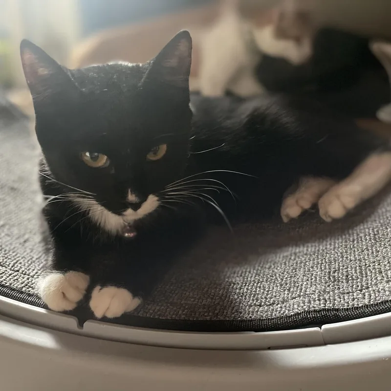 Hershey S’mores thumbnail 3