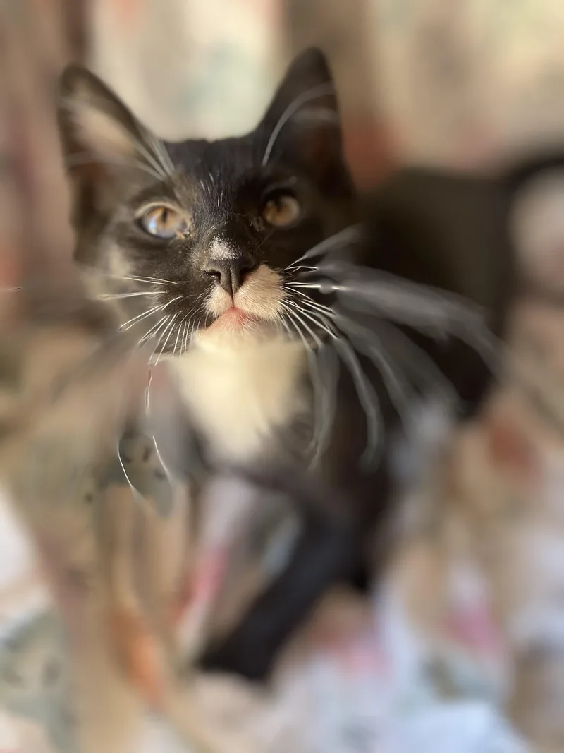 Hershey S’mores thumbnail 4