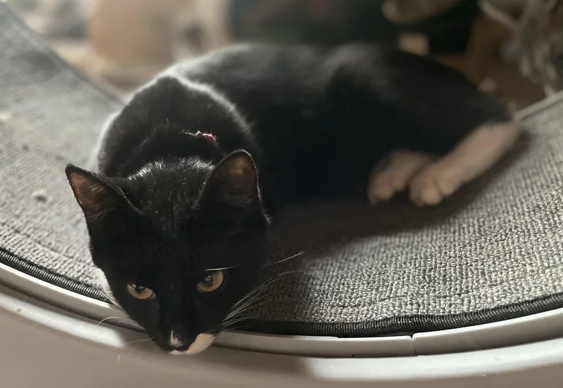 Hershey S’mores thumbnail 5