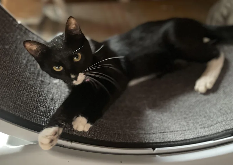 Hershey S’mores thumbnail 6