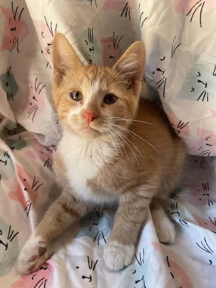 Honey S’mores thumbnail 3