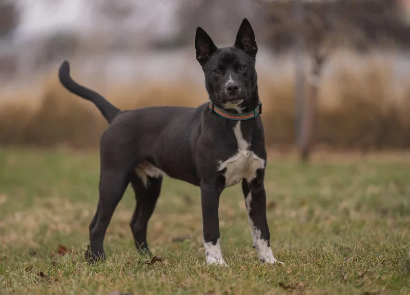 Tony Stark thumbnail 3