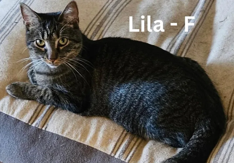 Lila thumbnail 3