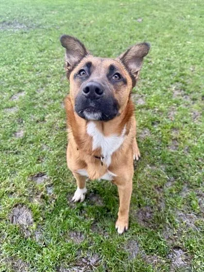 An adult medium-sized male Brown / Chocolate Mixed Breed dog named Bear for adoption in Roseburg, OR